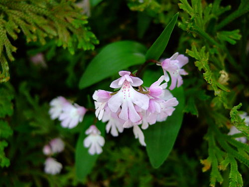 Amitostigma keiskei